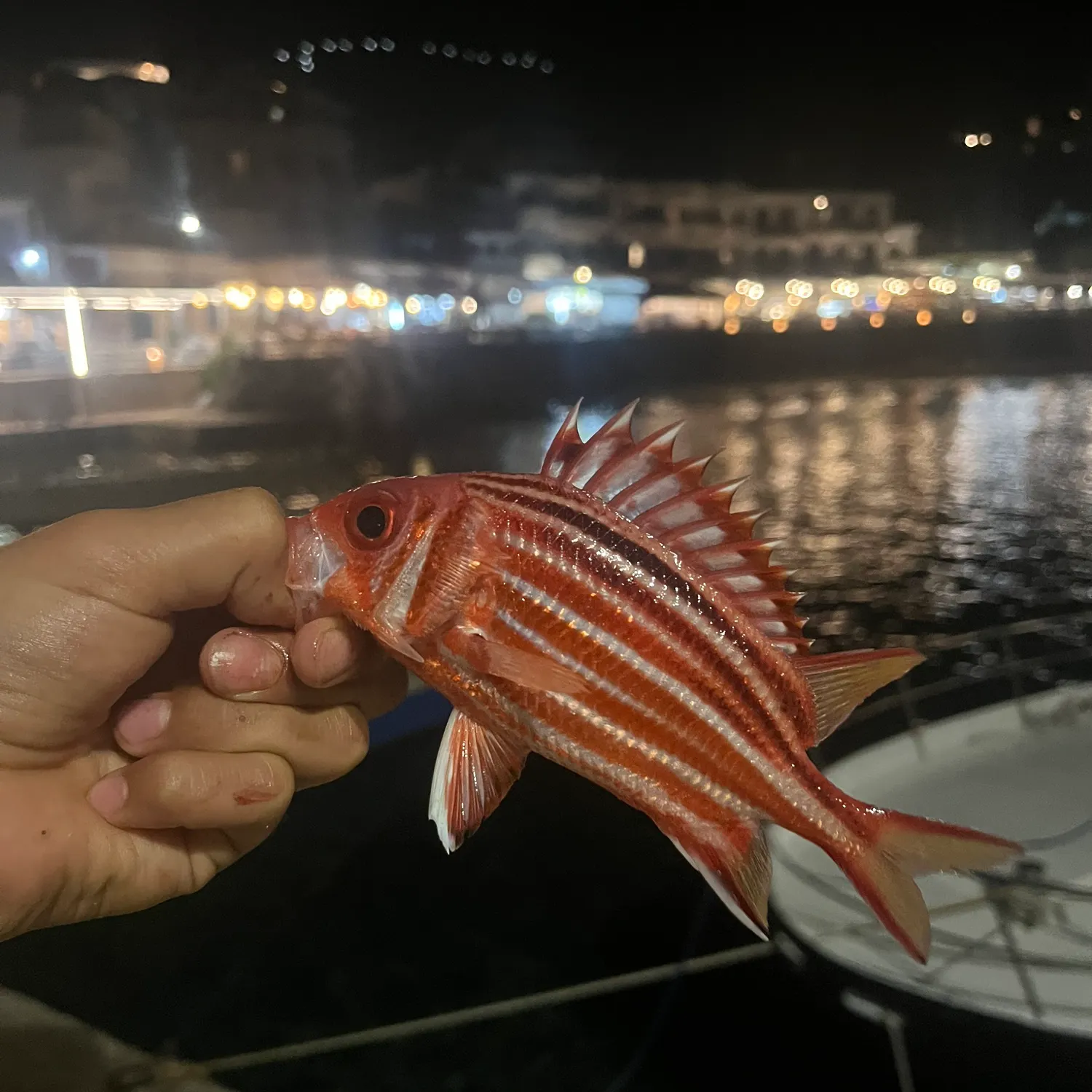 The most recent Dark-striped squirrelfish catches on Fishbrain