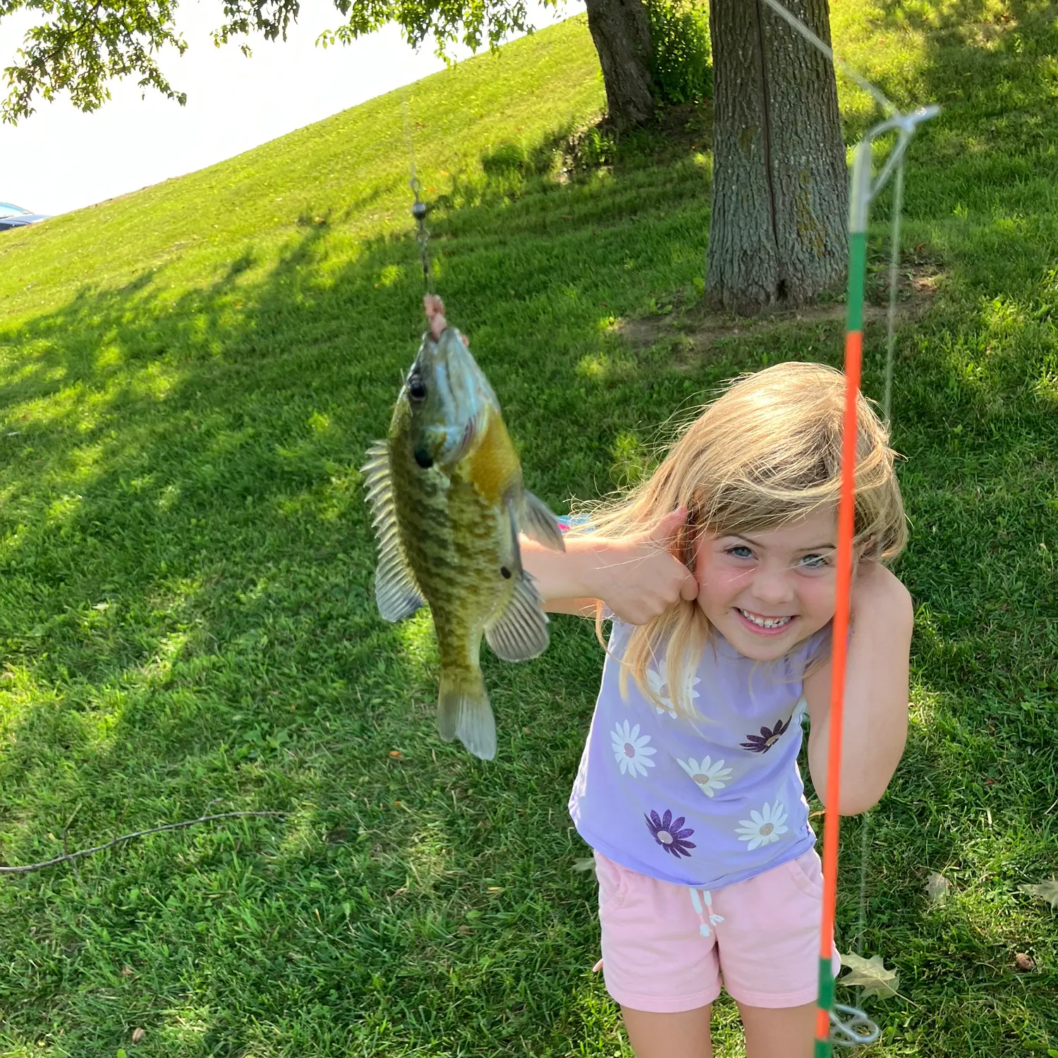 Bluegill caught on Fishbrain