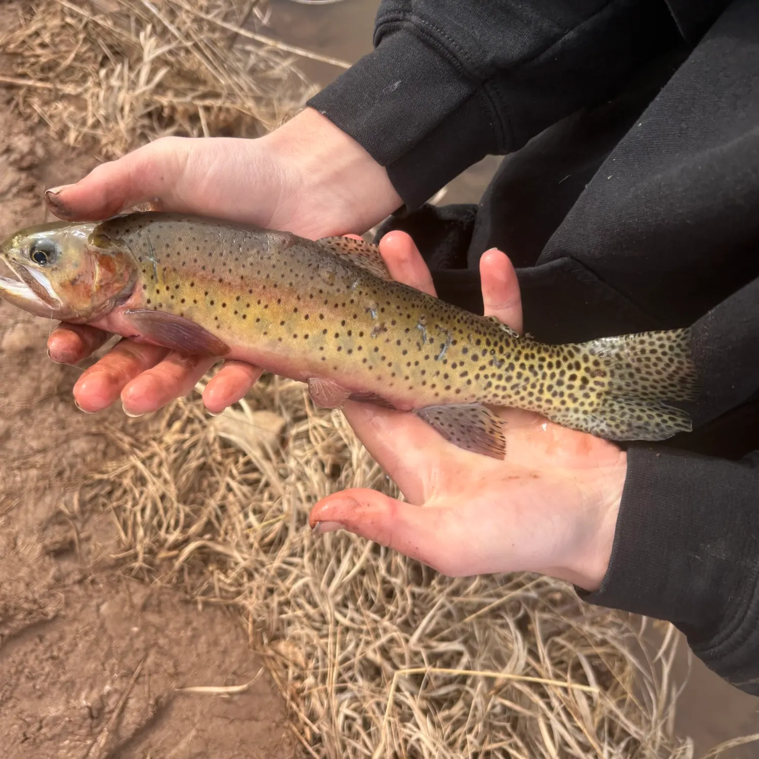 The most popular recent Colorado river cutthroat trout catch on Fishbrain