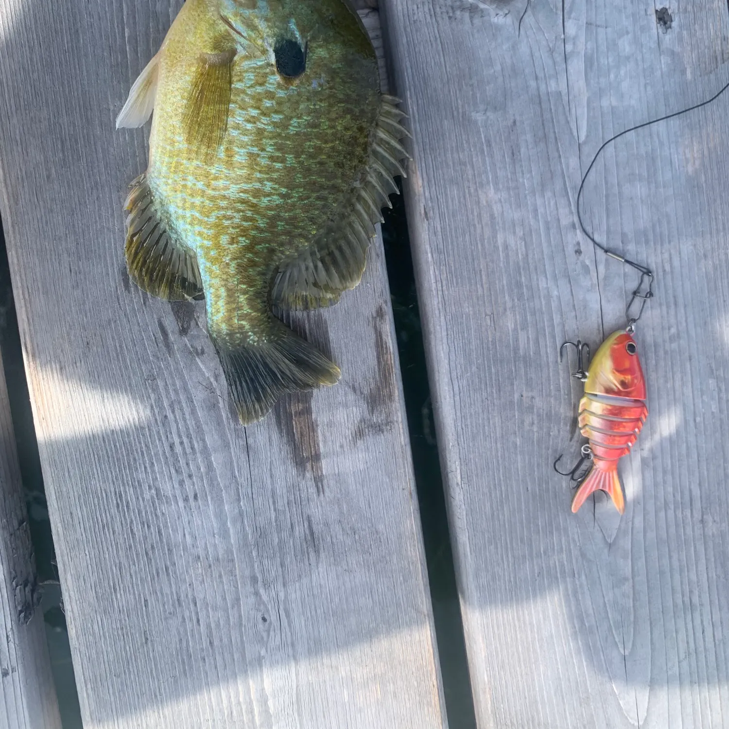 Bluegill caught on Fishbrain