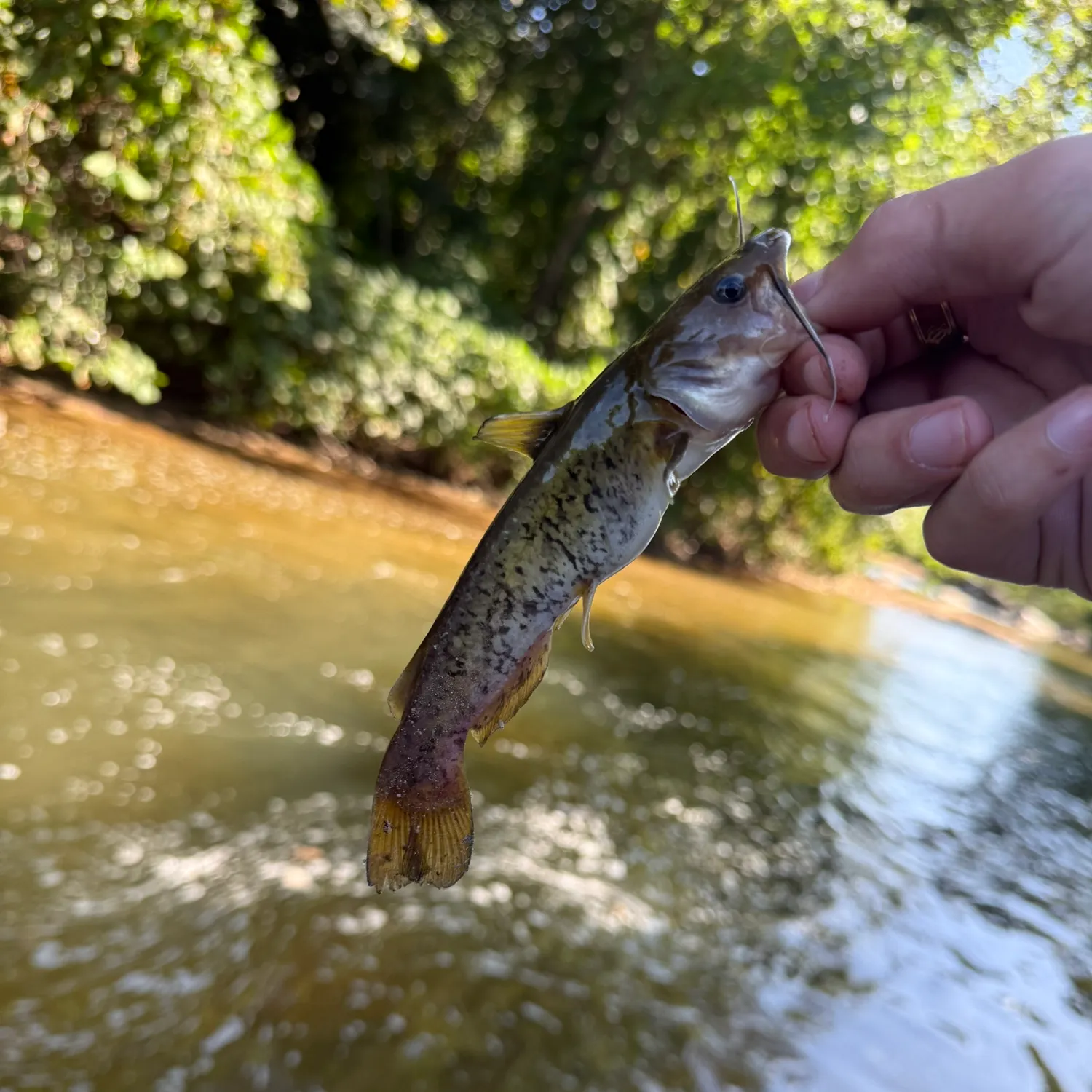 The most recent Snail bullhead catches on Fishbrain
