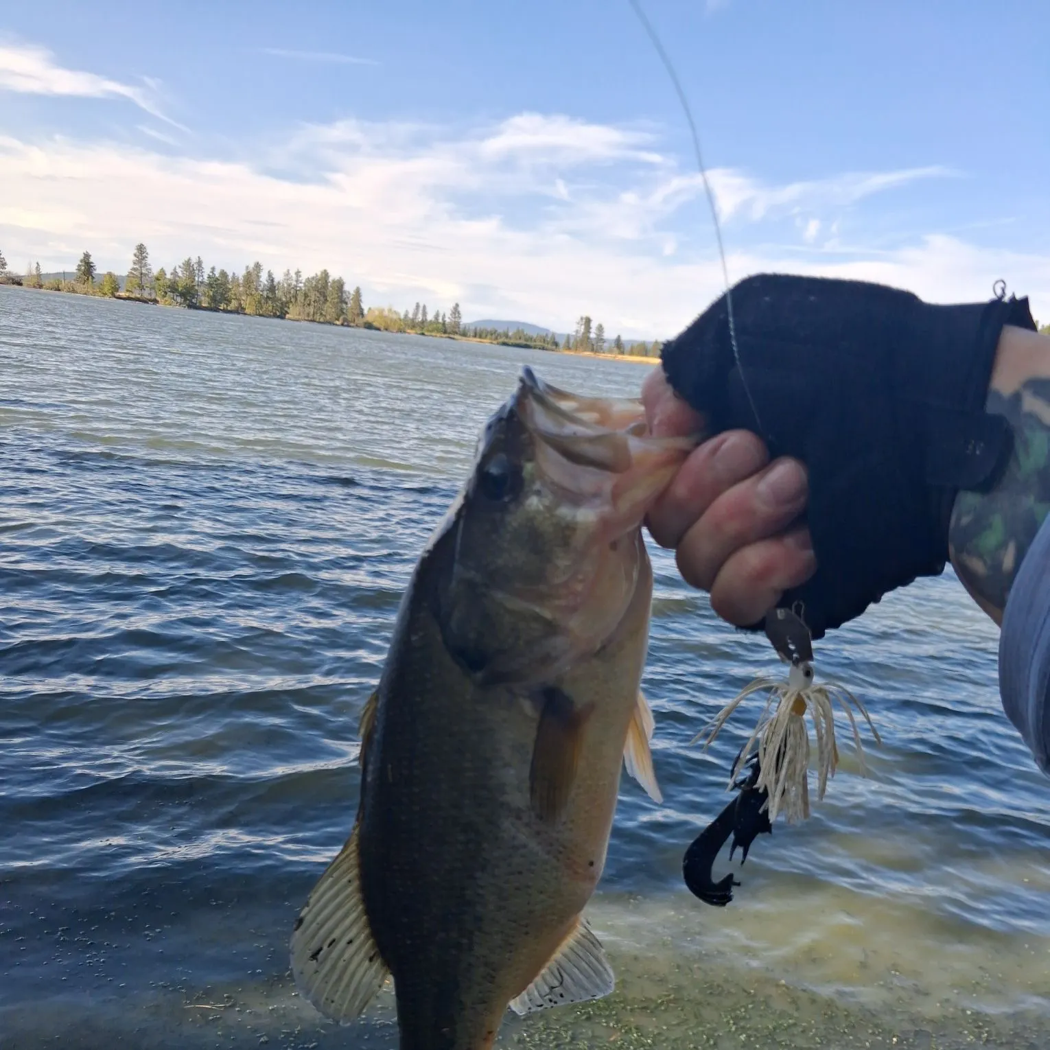 Largemouth bass caught on Fishbrain