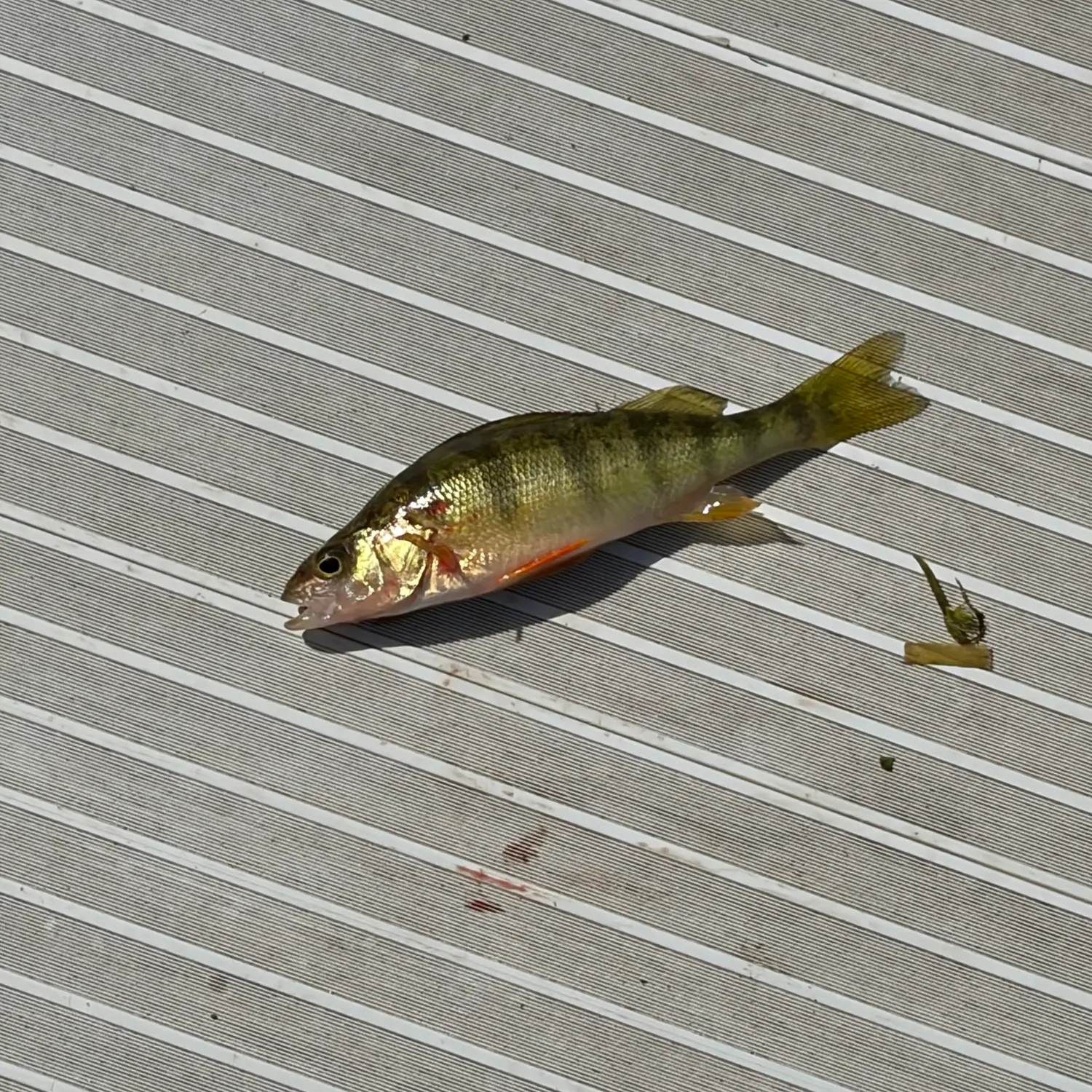 Yellow perch caught on Fishbrain