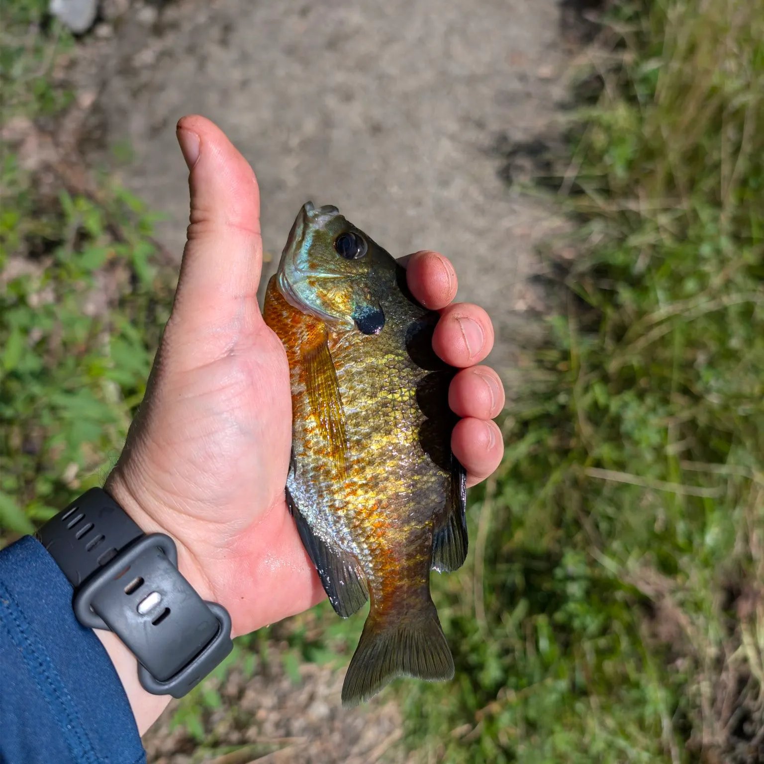 Bluegill caught on Fishbrain