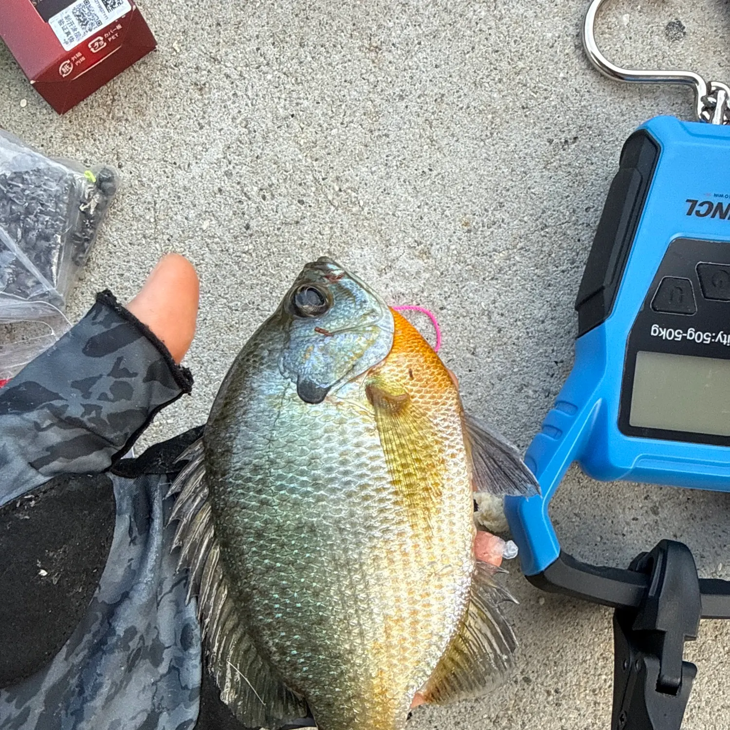 recently logged catches