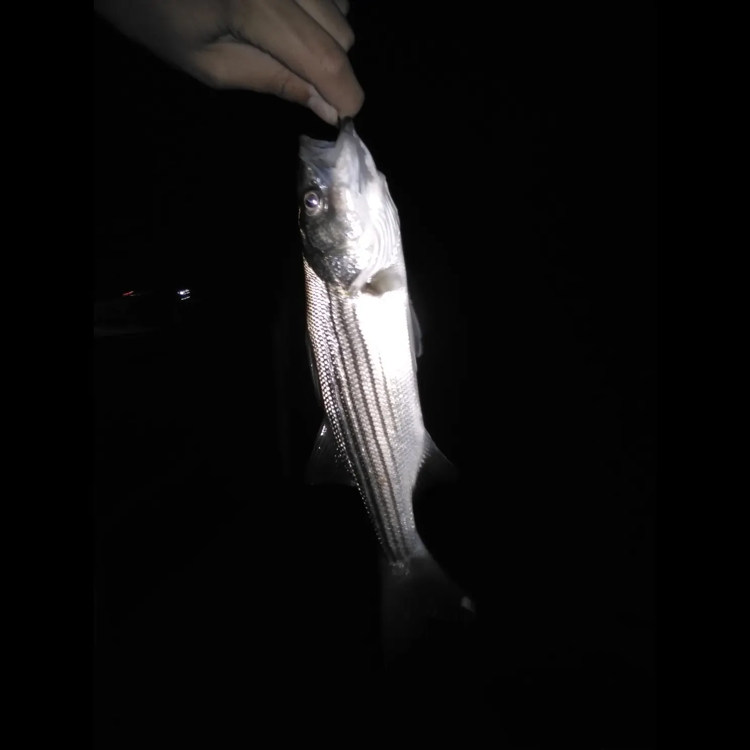 Striped bass caught on Fishbrain