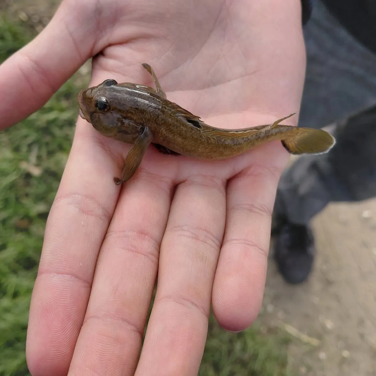Round goby caught on Fishbrain