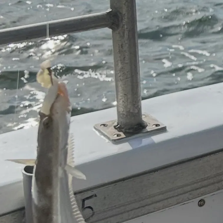 Southern flounder caught on Fishbrain