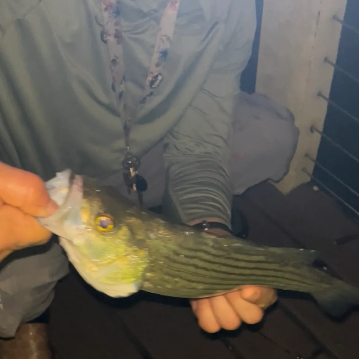 Striped bass caught on Fishbrain