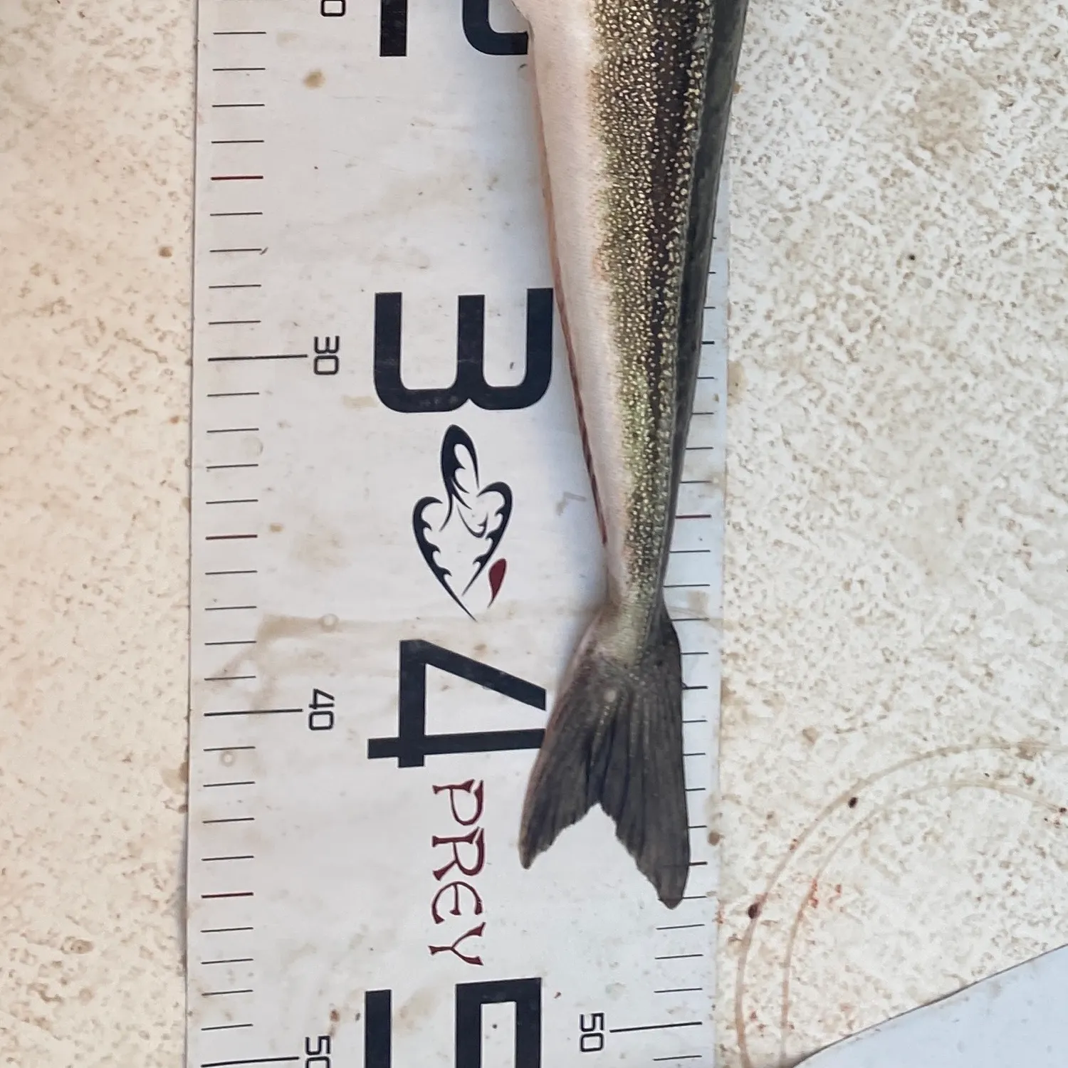 The most recent Grey gurnard catches on Fishbrain