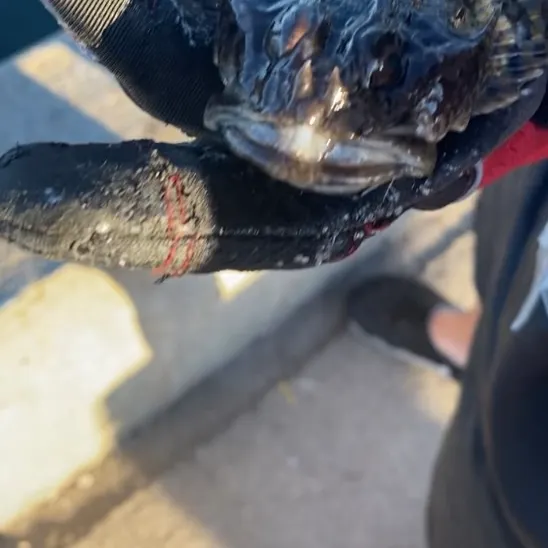 The most recent Sea raven catches on Fishbrain