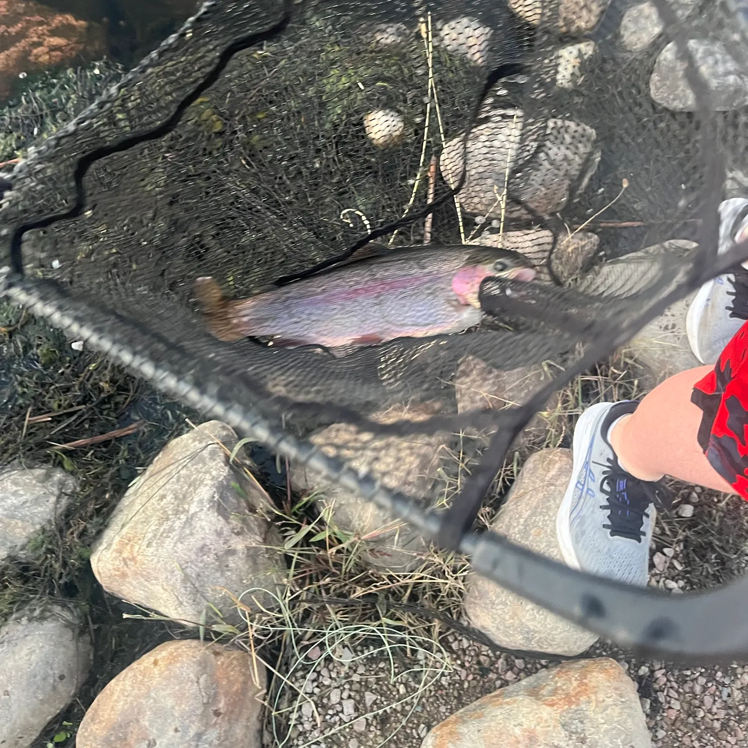 Rainbow trout caught on Fishbrain