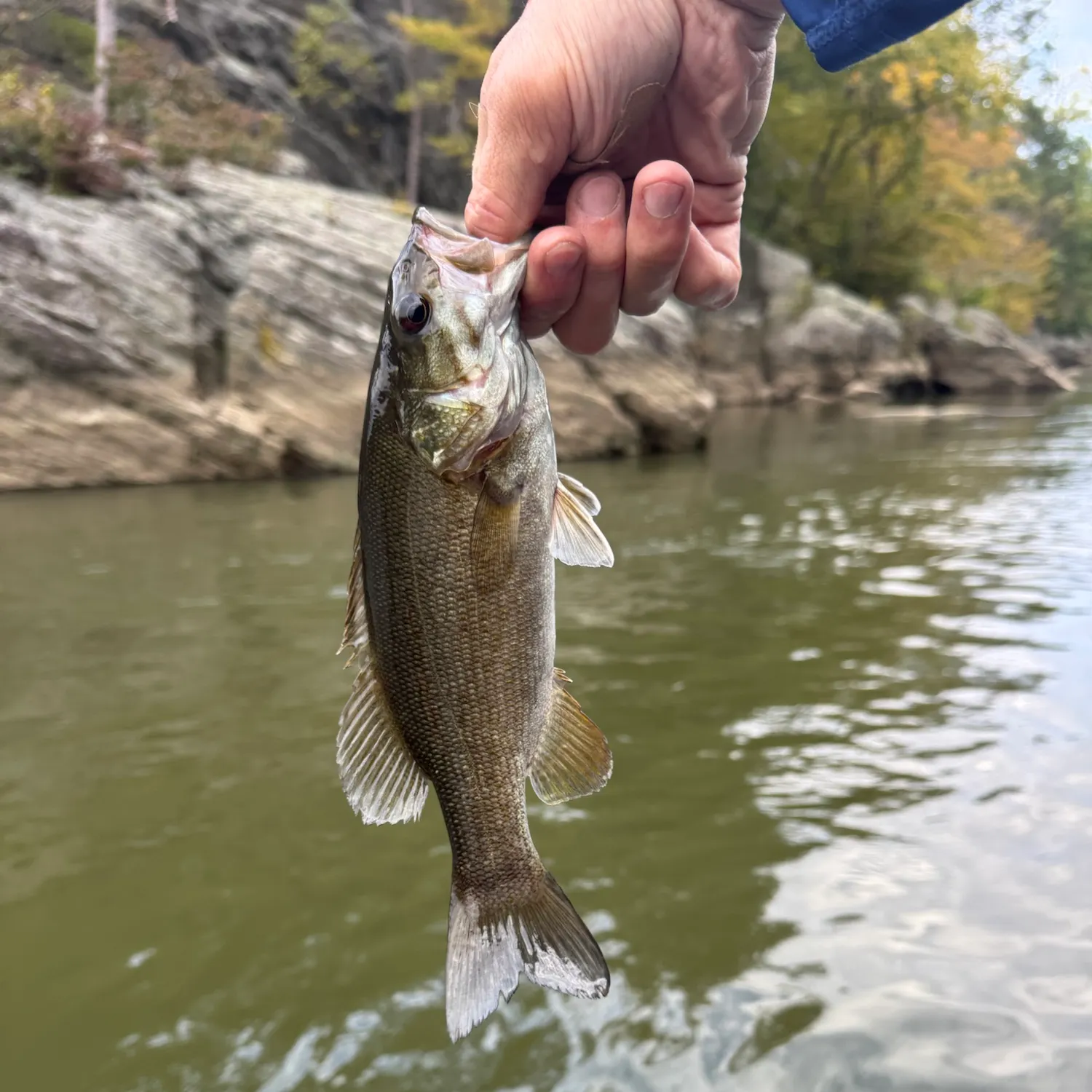 Smallmouth bass caught on Fishbrain