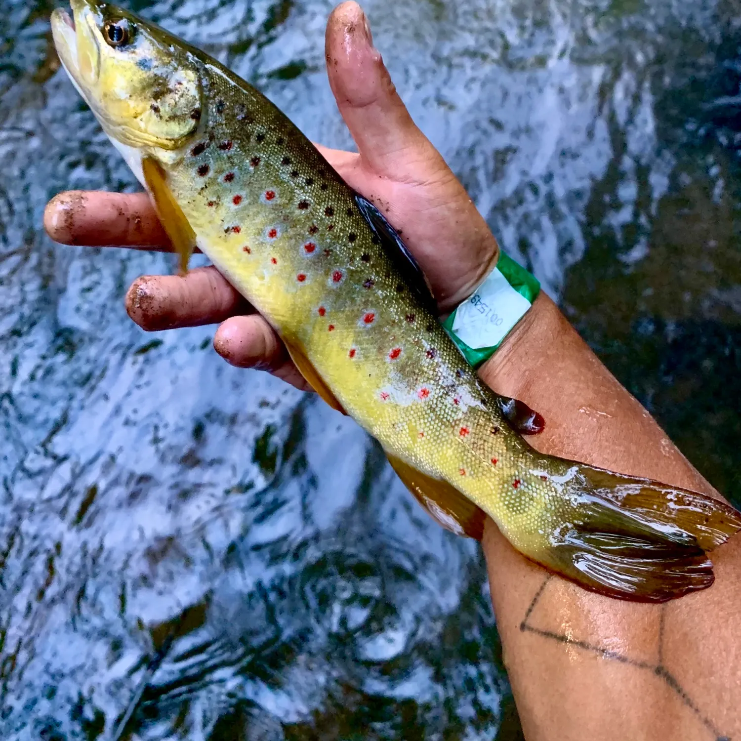 recently logged catches