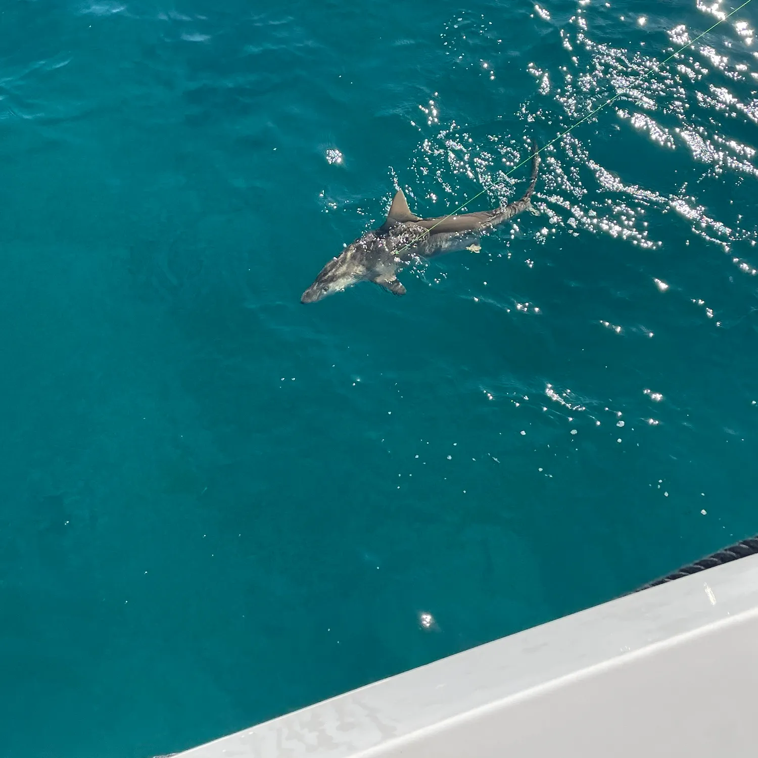 The most recent Grey reef shark catches on Fishbrain