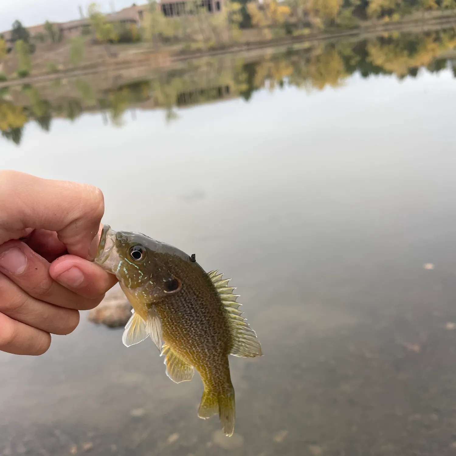 Green sunfish caught on Fishbrain