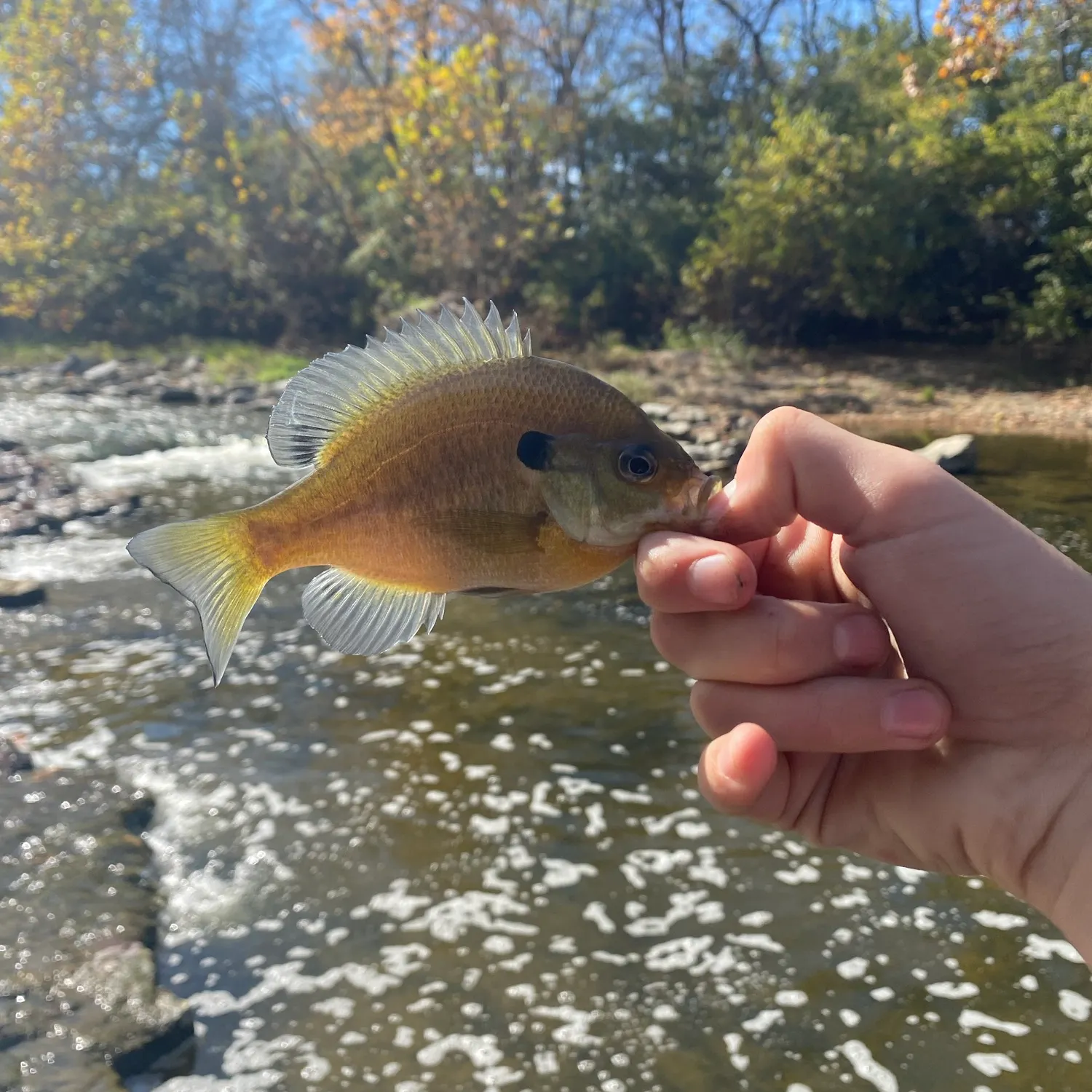 Bluegill caught on Fishbrain