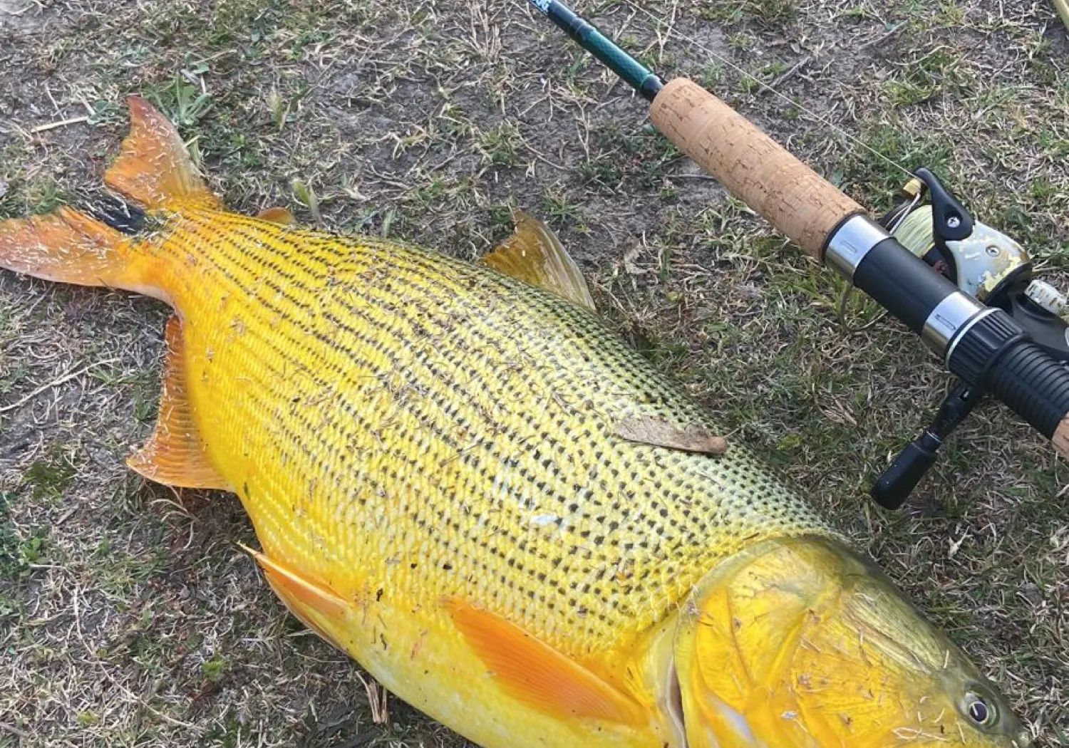 Golden dorado