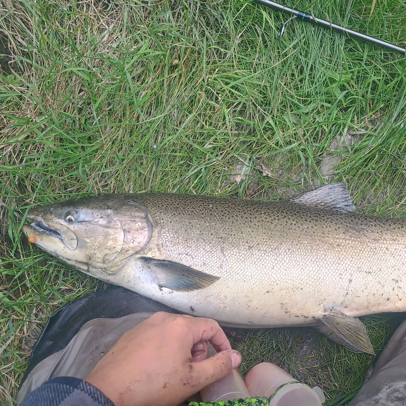 Chinook salmon caught on Fishbrain