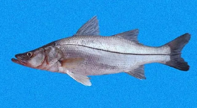 White snook