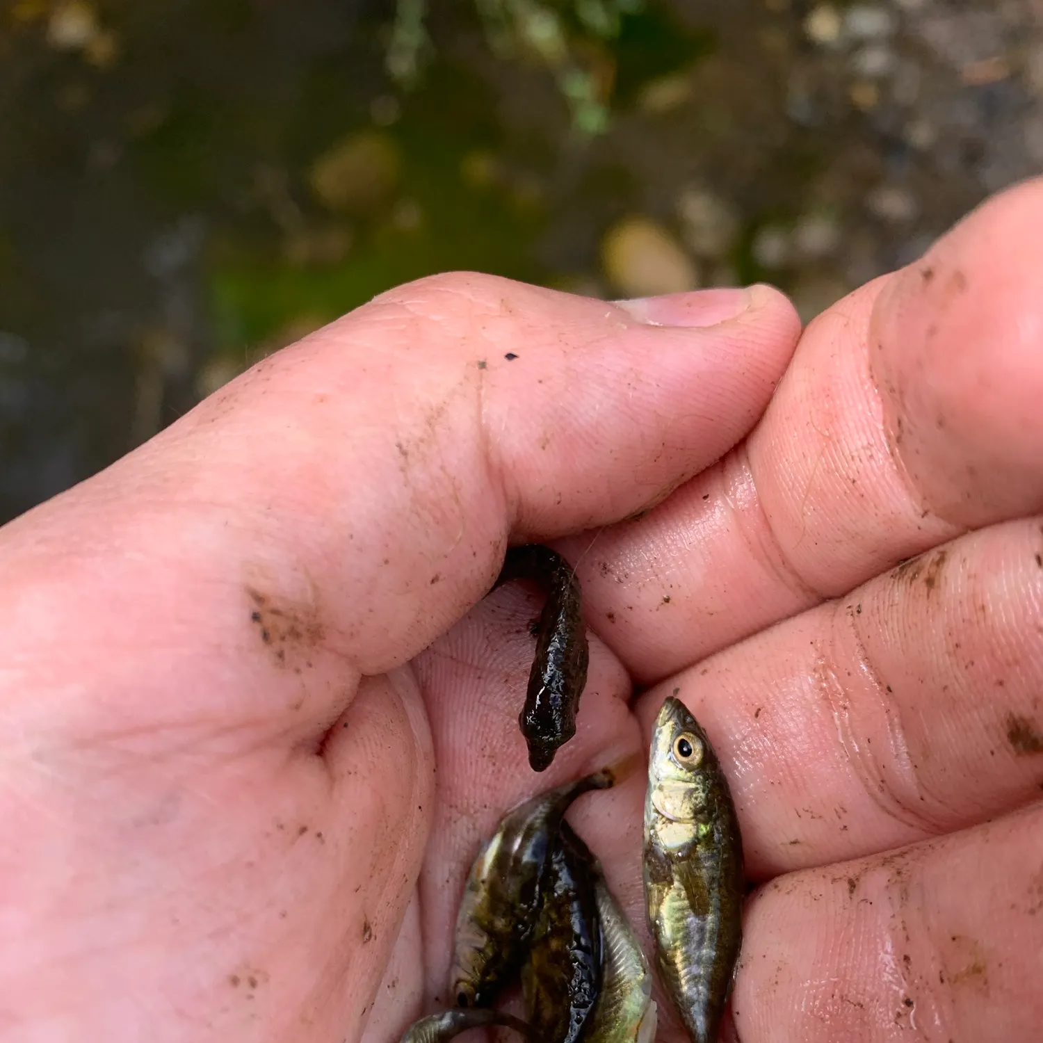 The most recent Three-spined stickleback catches on Fishbrain