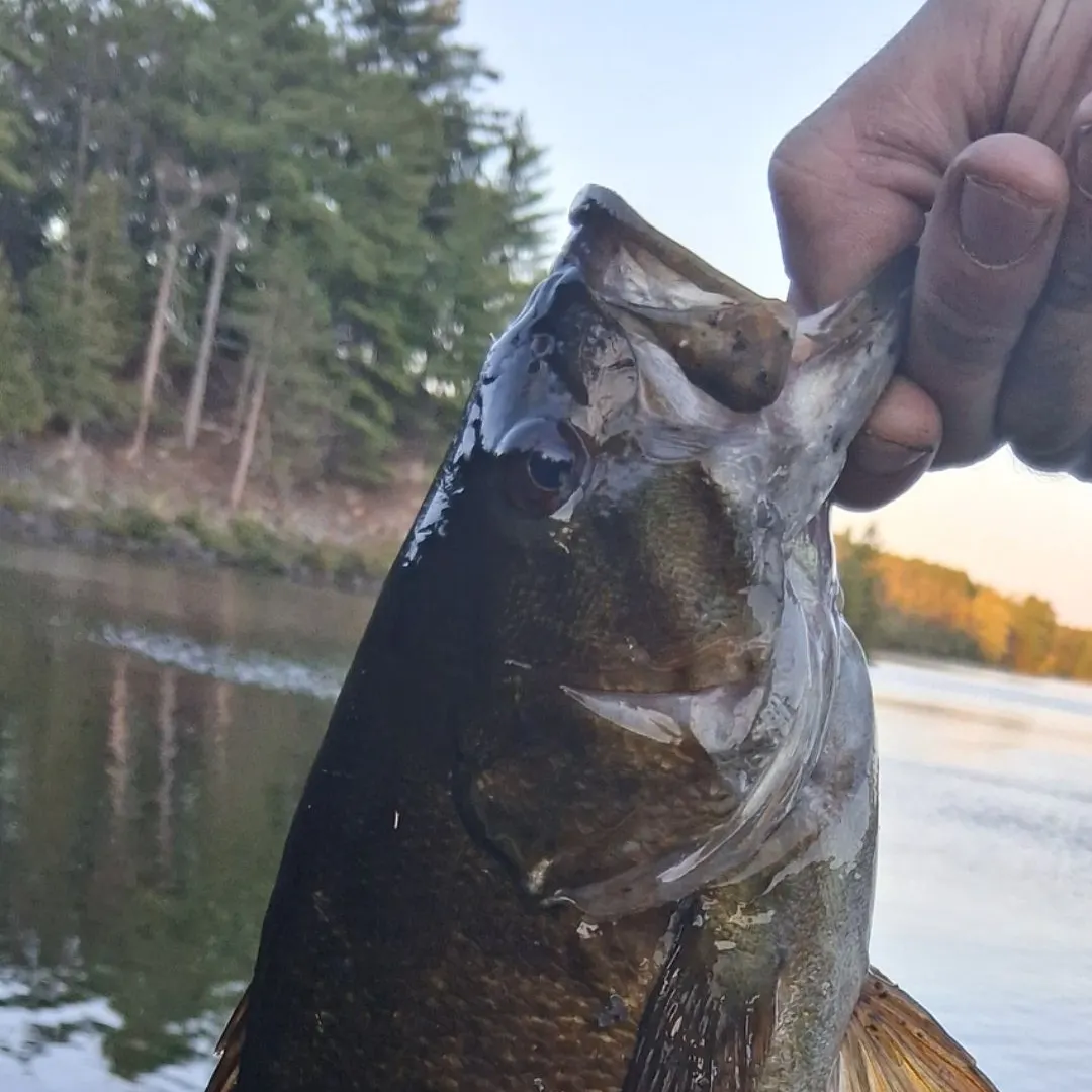 Smallmouth bass caught on Fishbrain