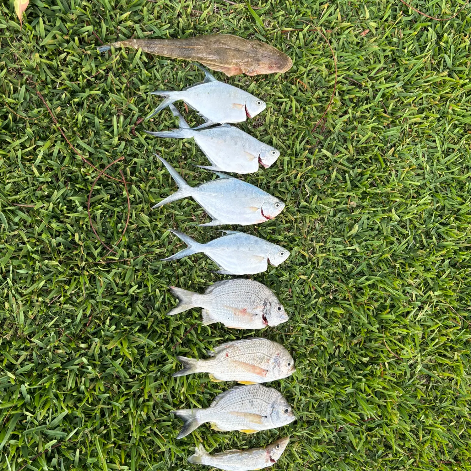 recently logged catches