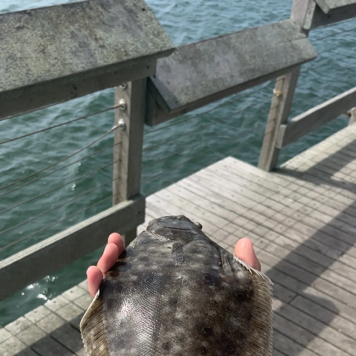 The most recent Summer flounder catches on Fishbrain