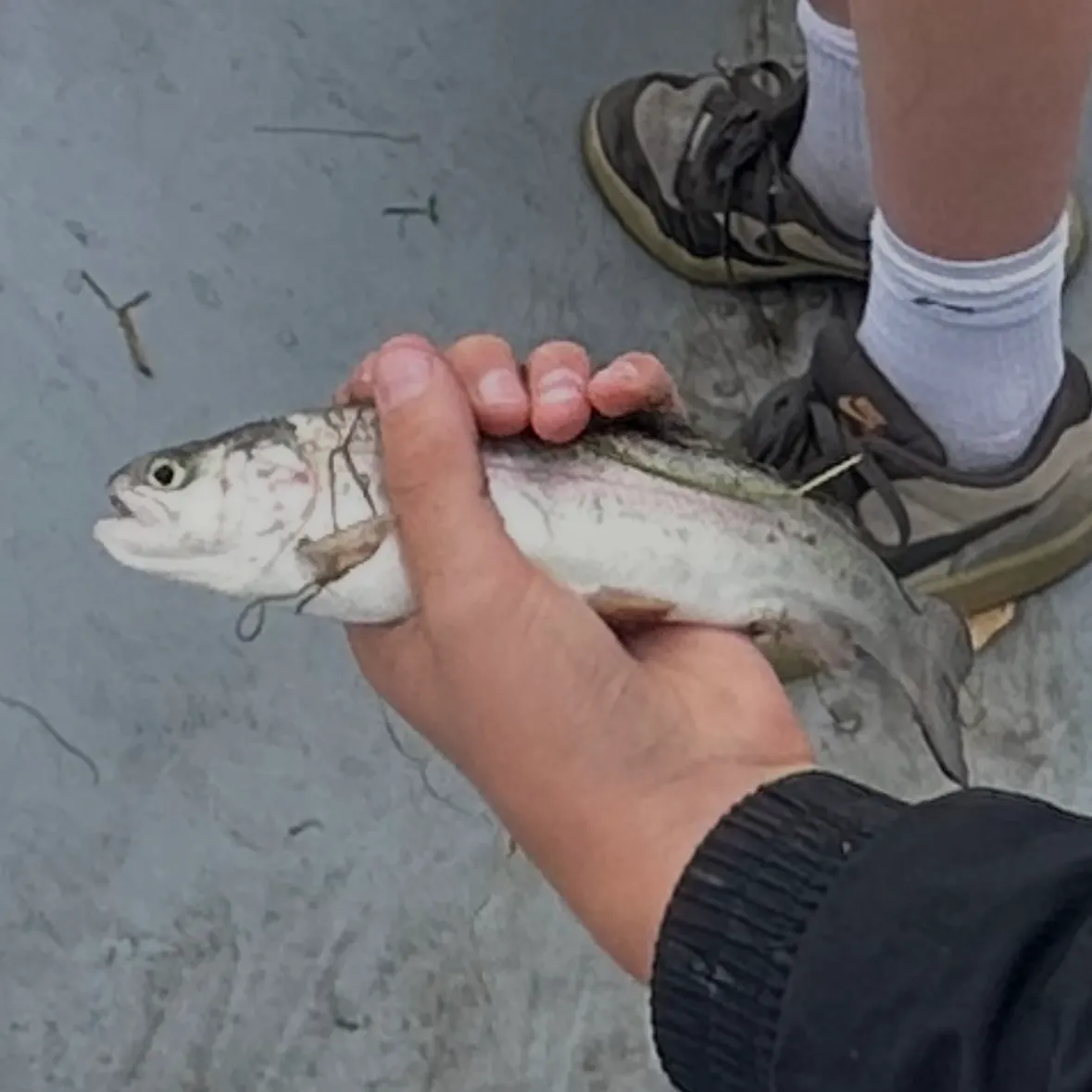 Rainbow trout caught on Fishbrain