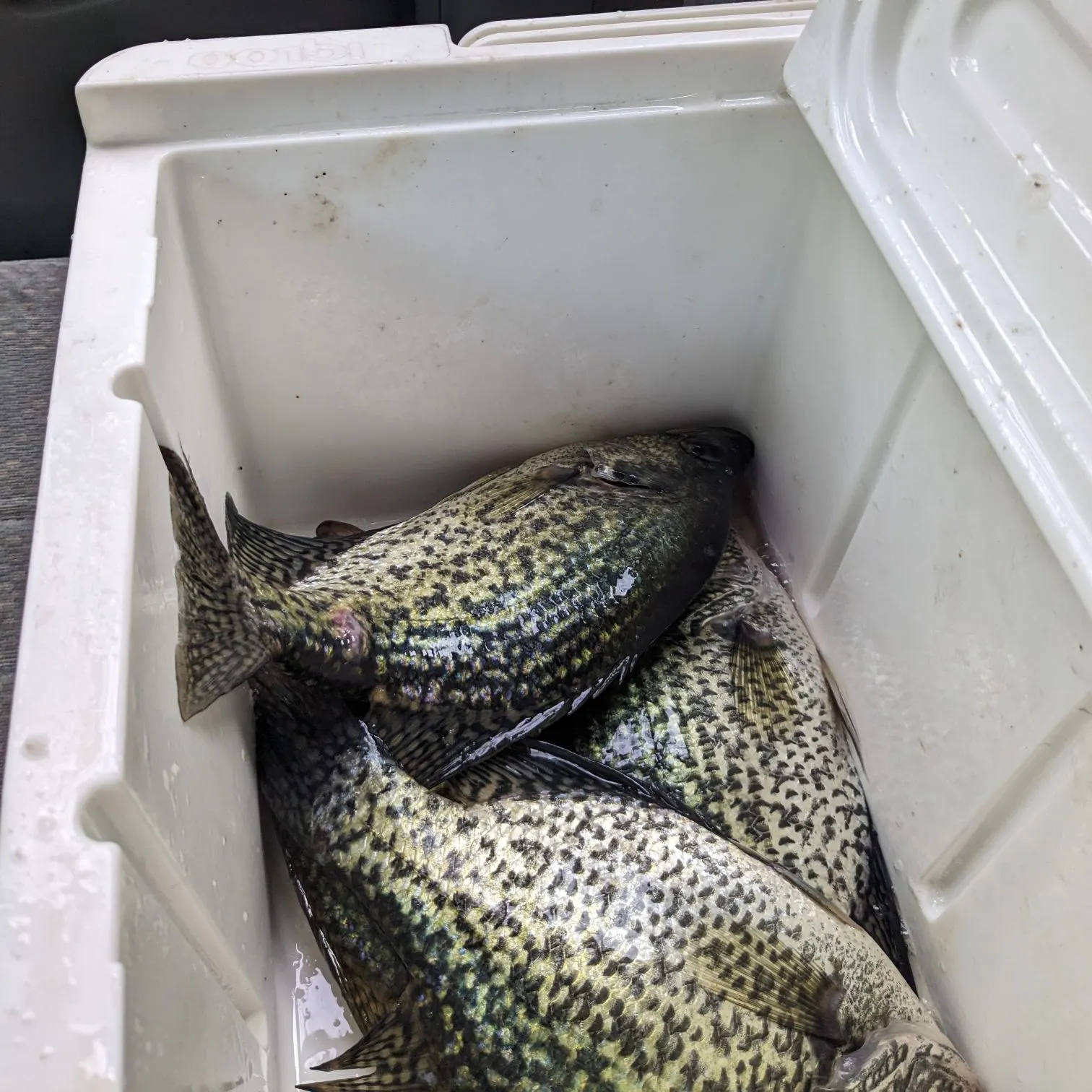 Black crappie caught on Fishbrain