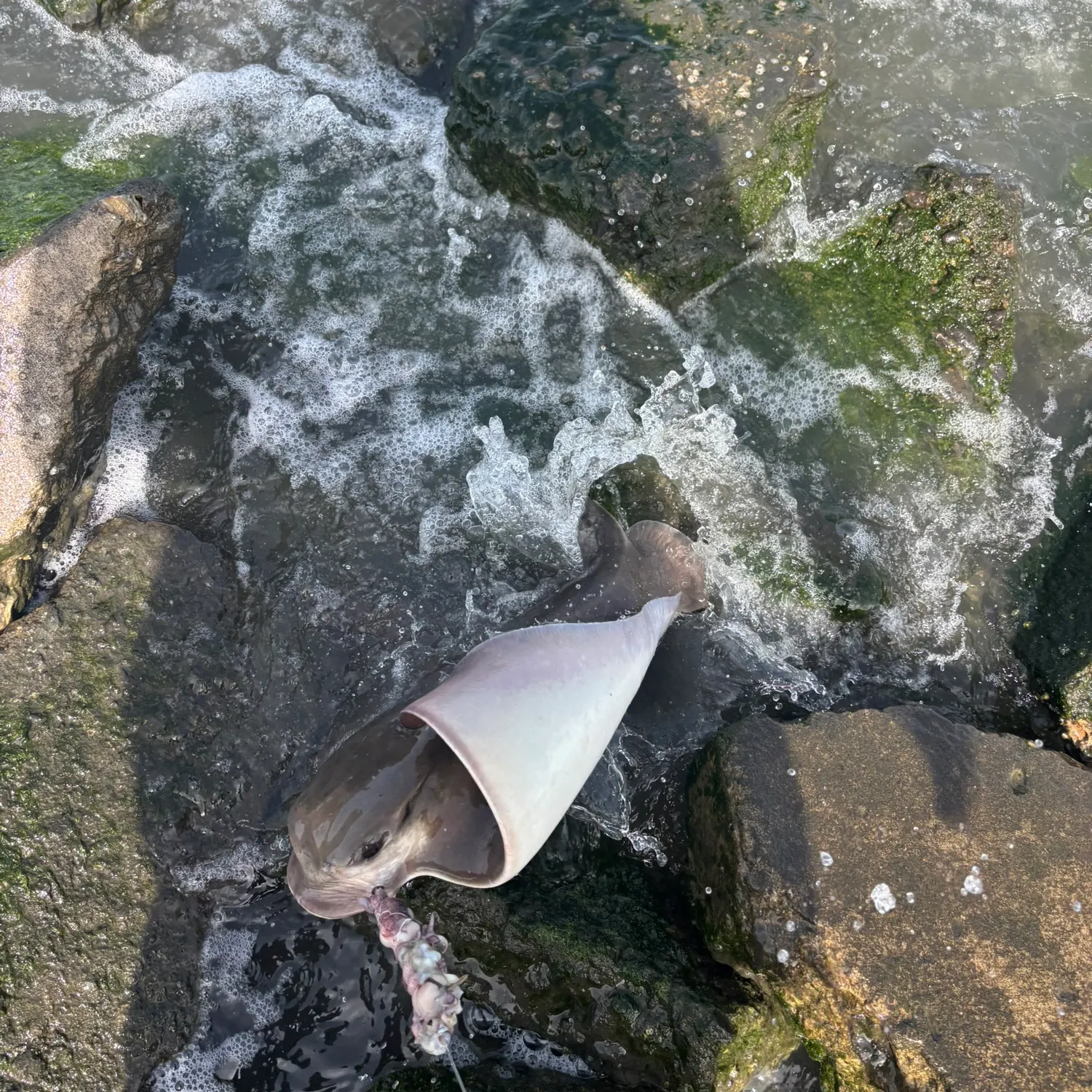 The most recent Bat eagle ray catches on Fishbrain