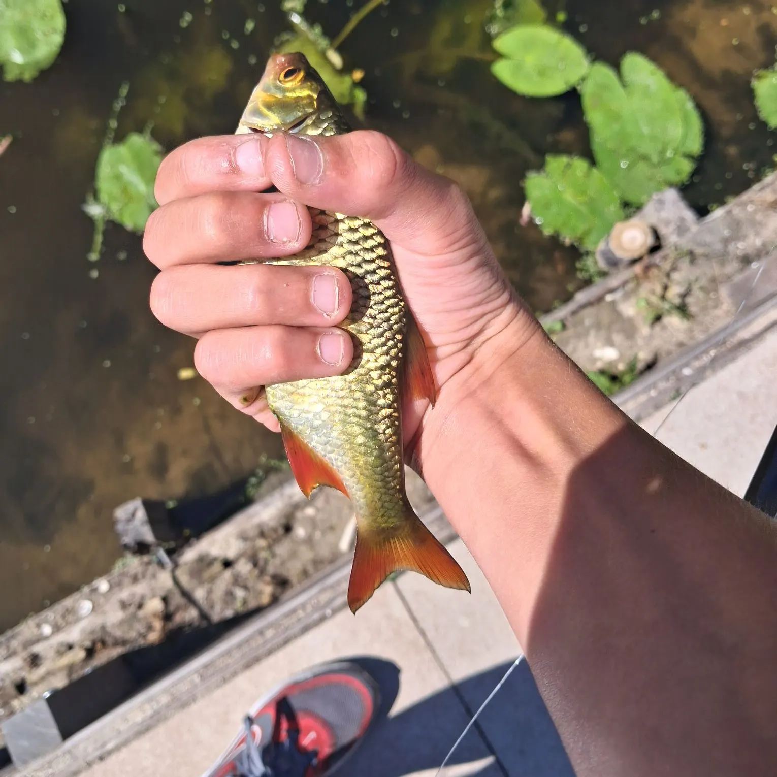 Common roach caught on Fishbrain