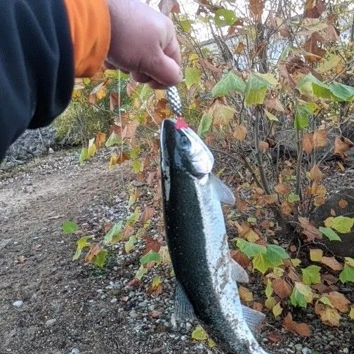 The most recent Steelhead catches on Fishbrain