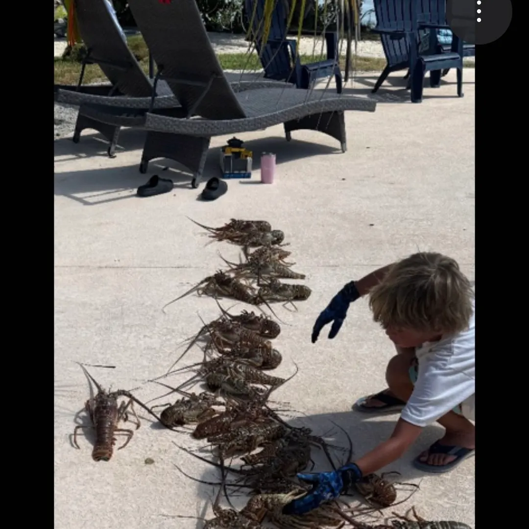 The most recent Green spiny lobster catches on Fishbrain