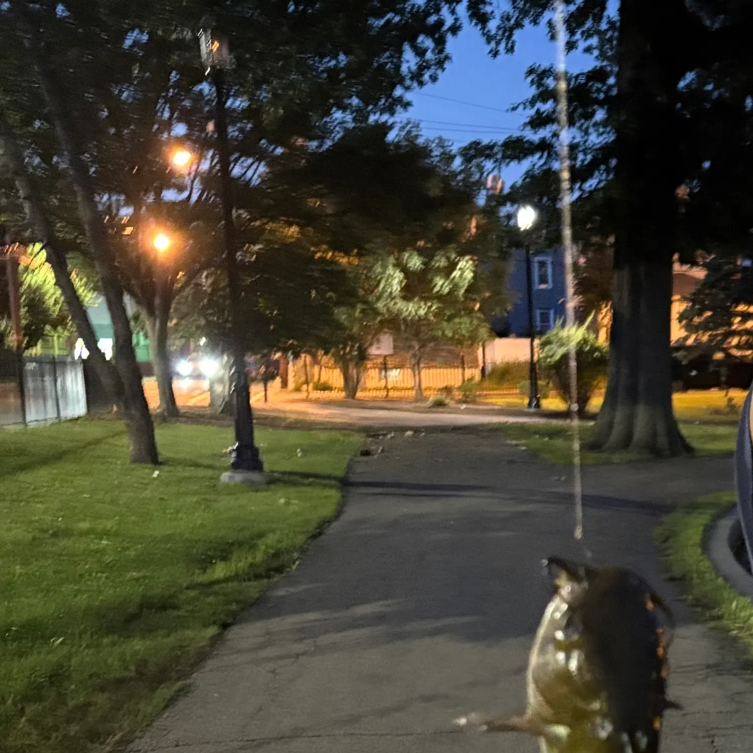 Yellow bullhead caught on Fishbrain