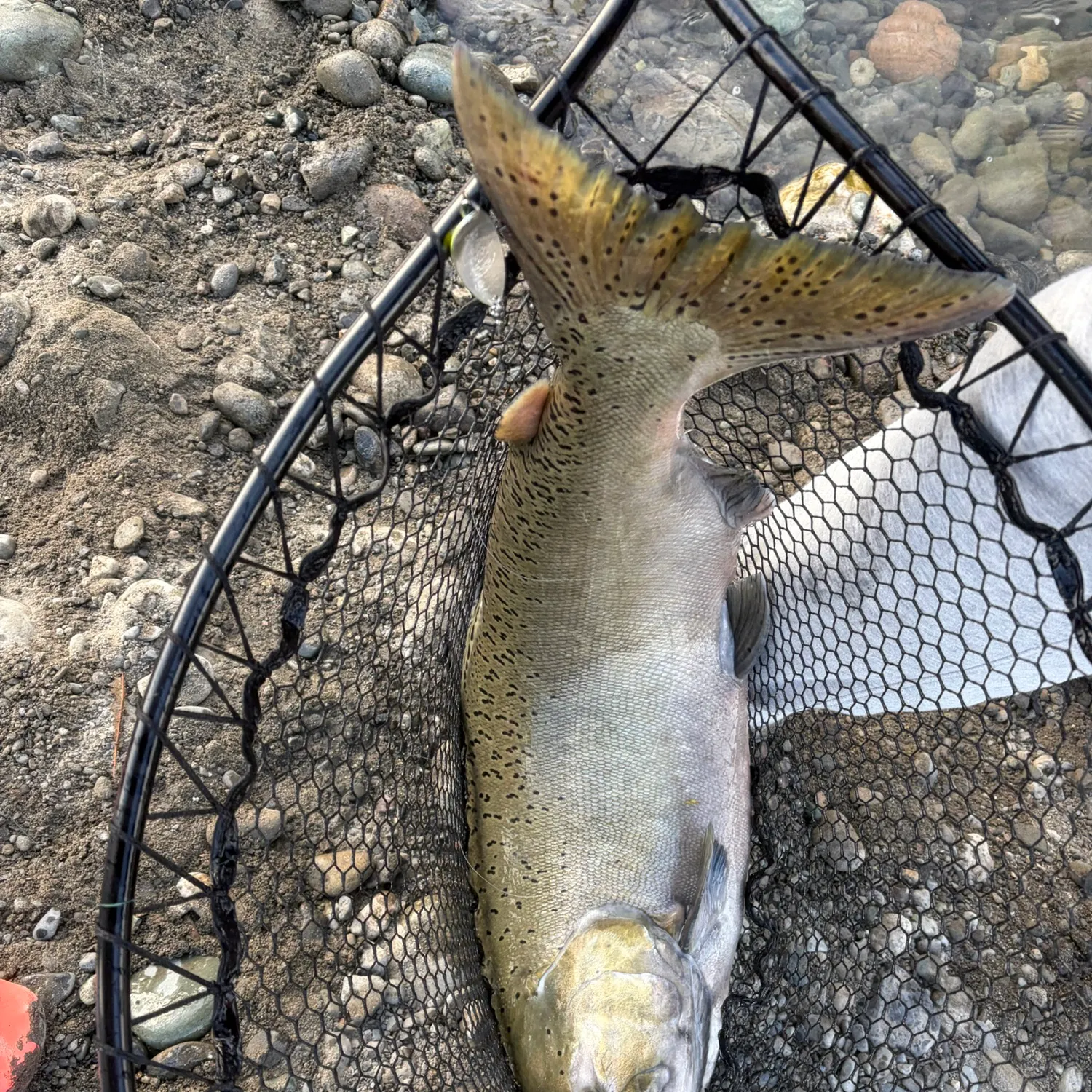 Chinook salmon caught on Fishbrain