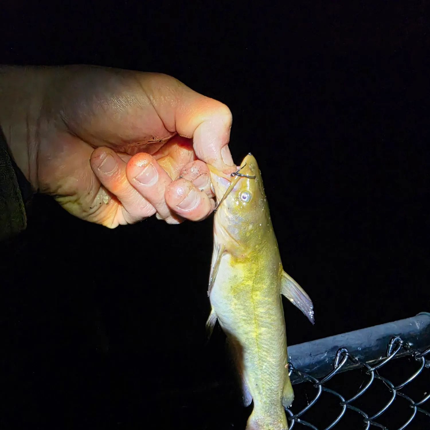 catch