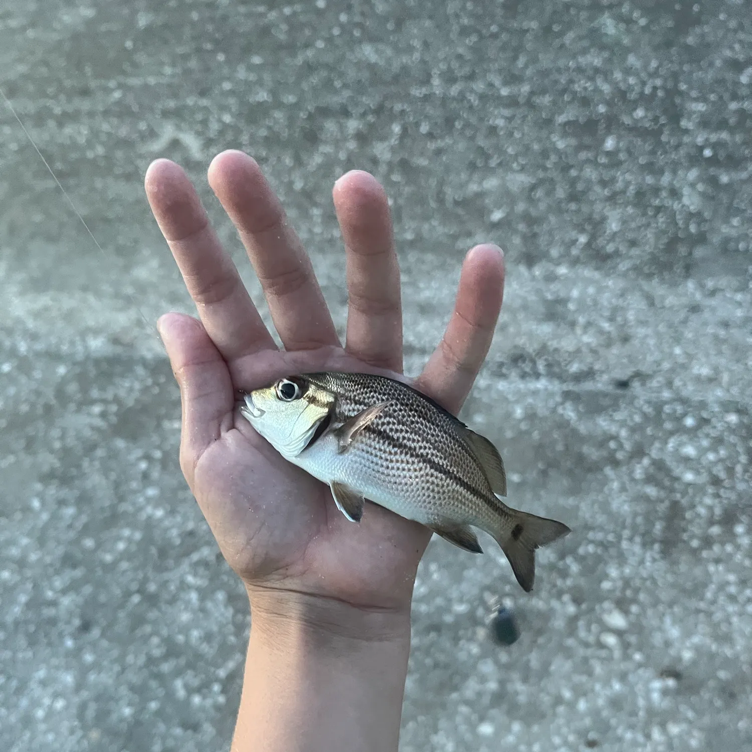 The most recent Sailor's choice grunt catches on Fishbrain