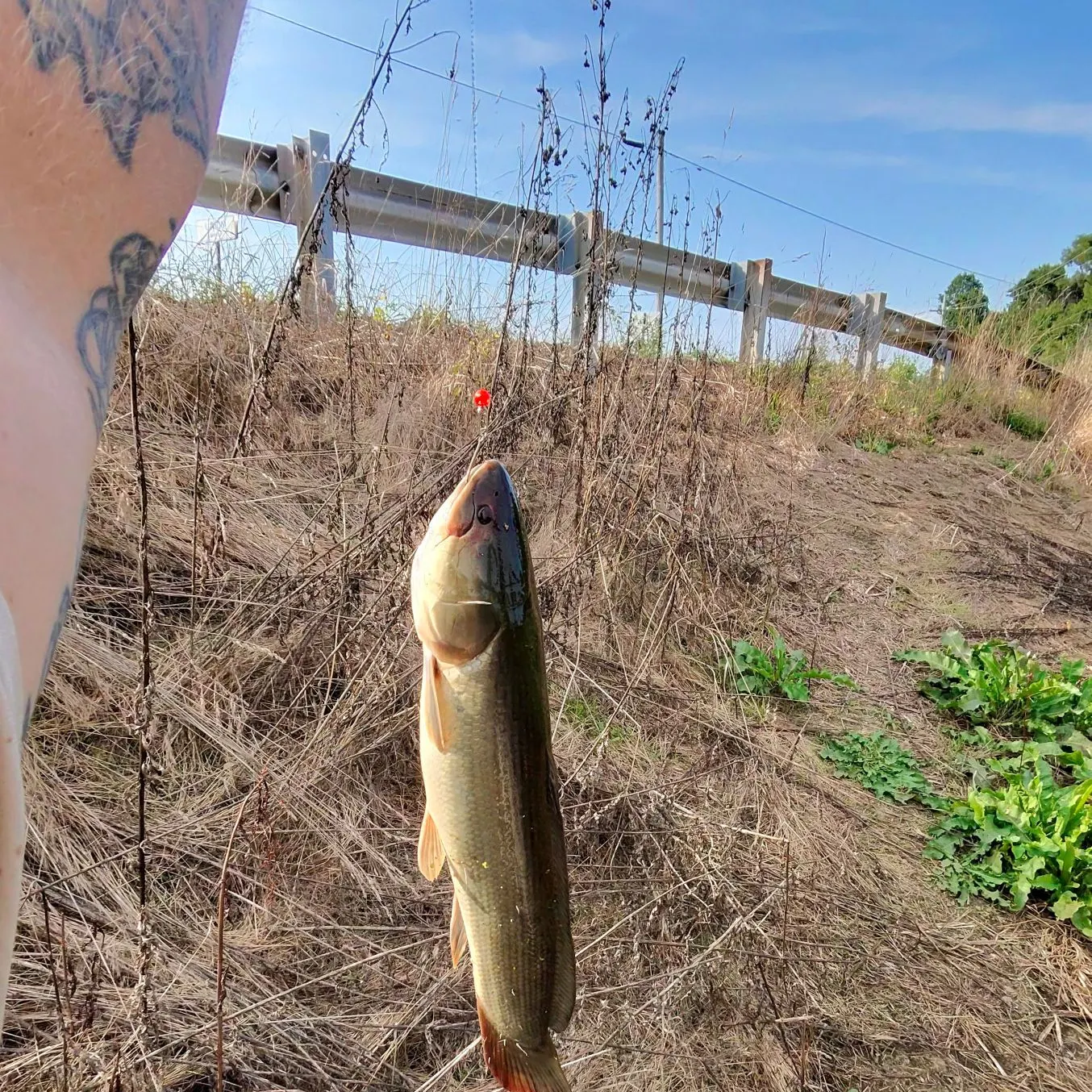 Eyetail bowfin caught on Fishbrain