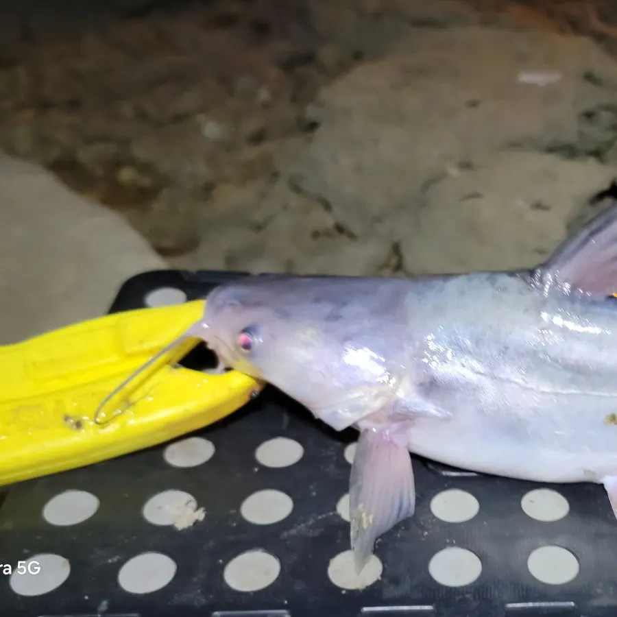 Blue catfish caught on Fishbrain