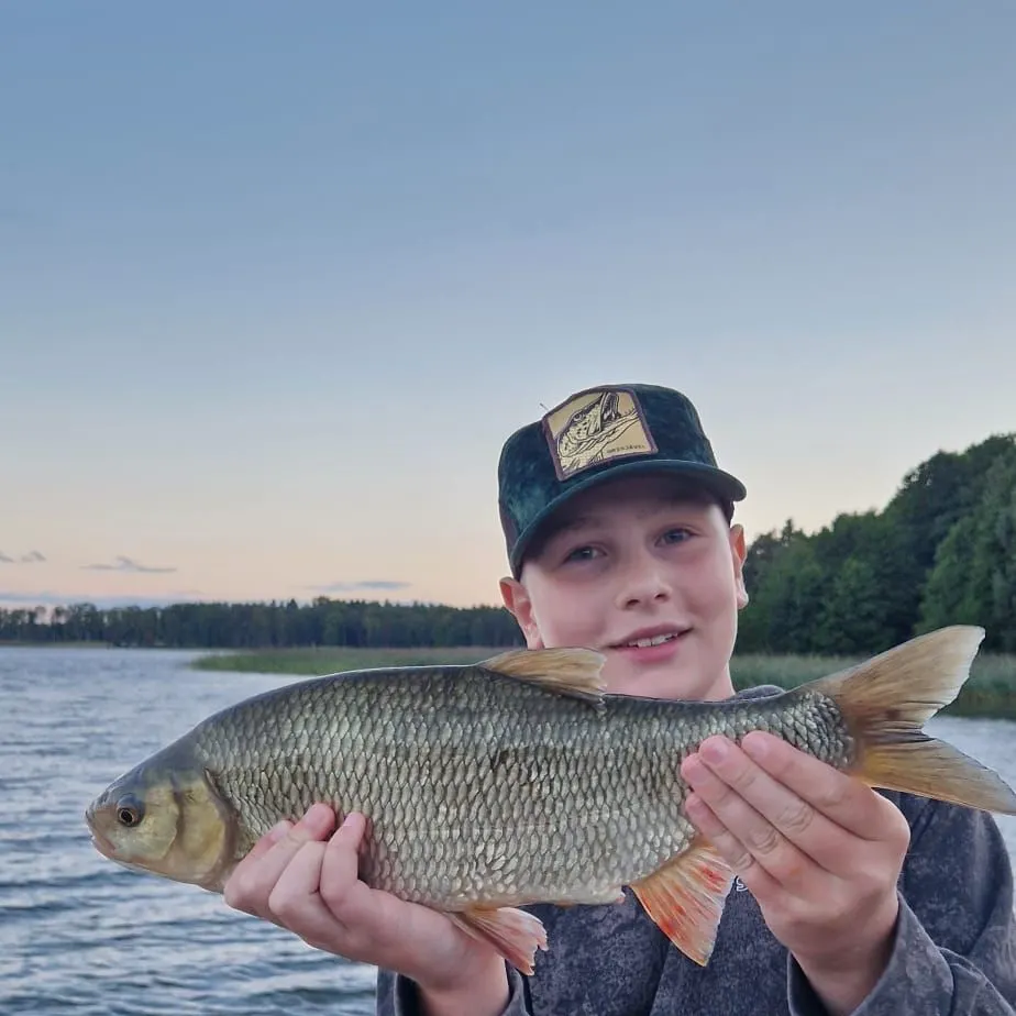 The most recent Ide catches on Fishbrain