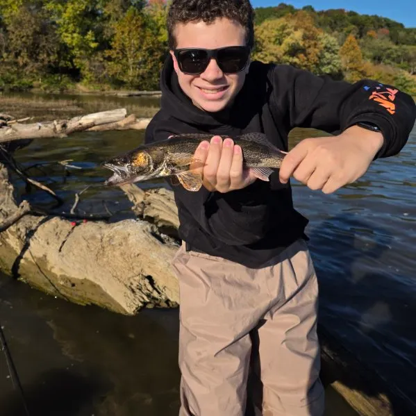 Sauger caught on Fishbrain