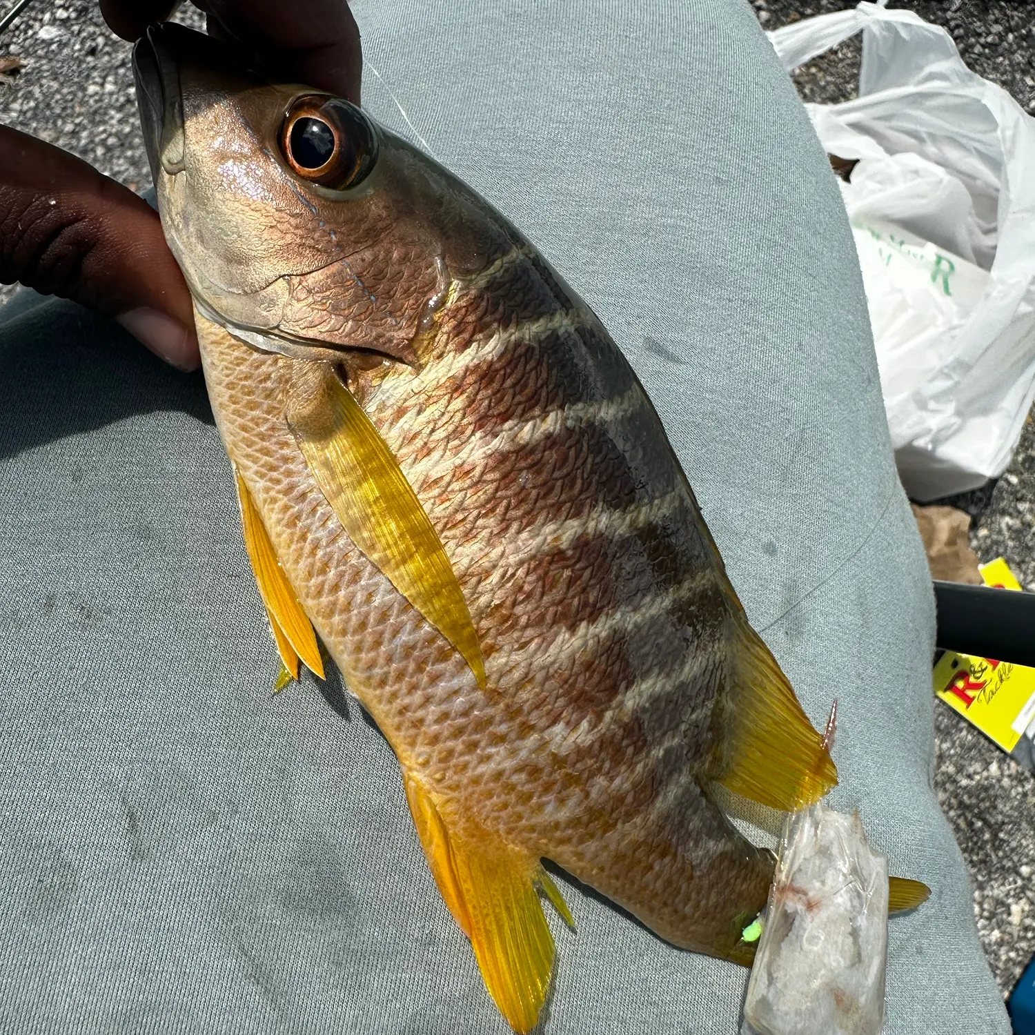 Schoolmaster snapper caught on Fishbrain