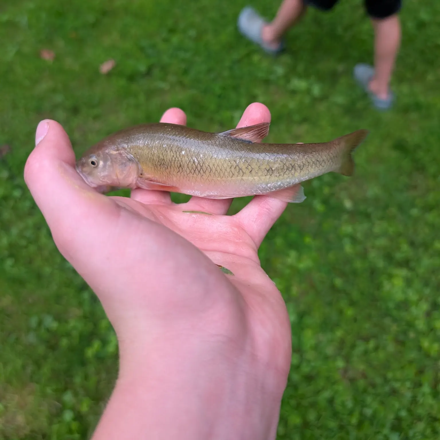Hornyhead chub caught on Fishbrain