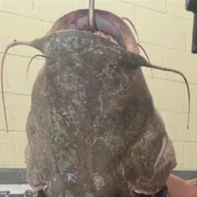 Channel catfish caught on Fishbrain