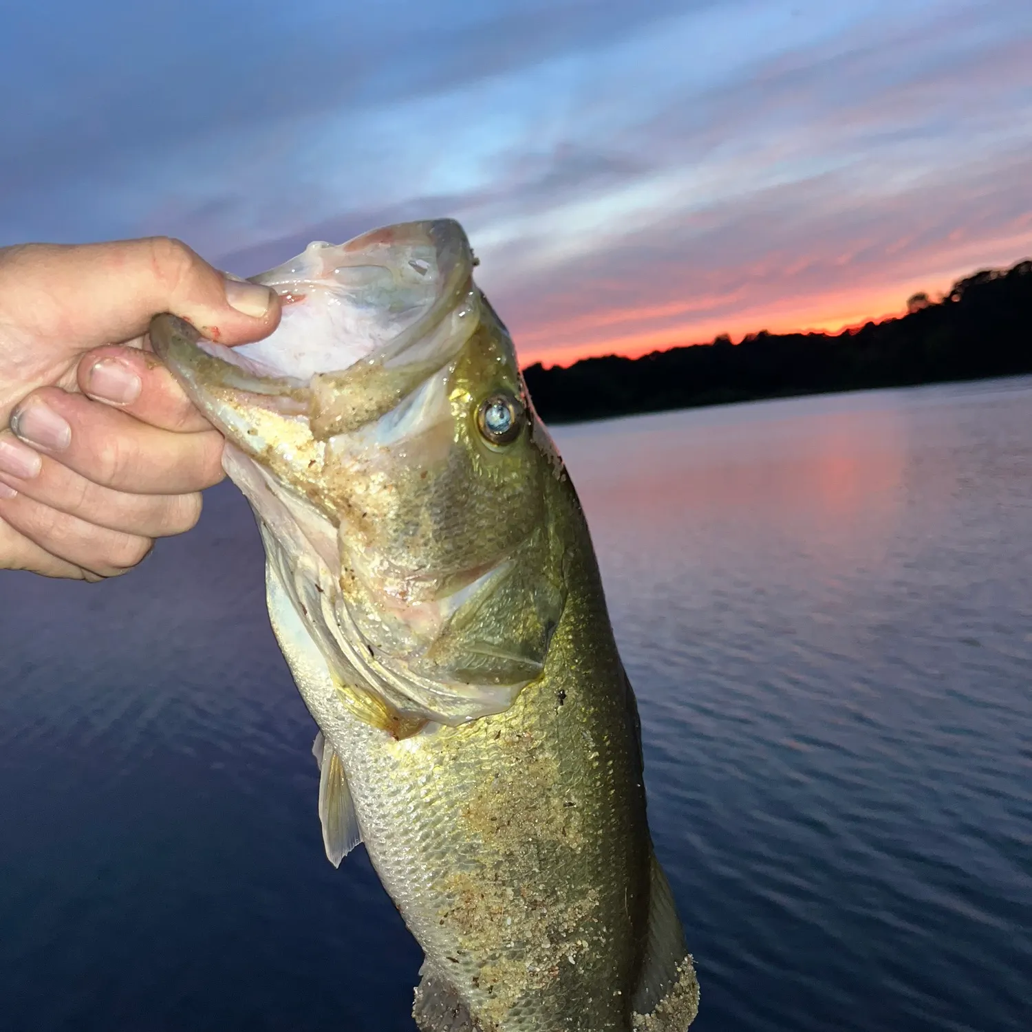 Largemouth bass caught on Fishbrain
