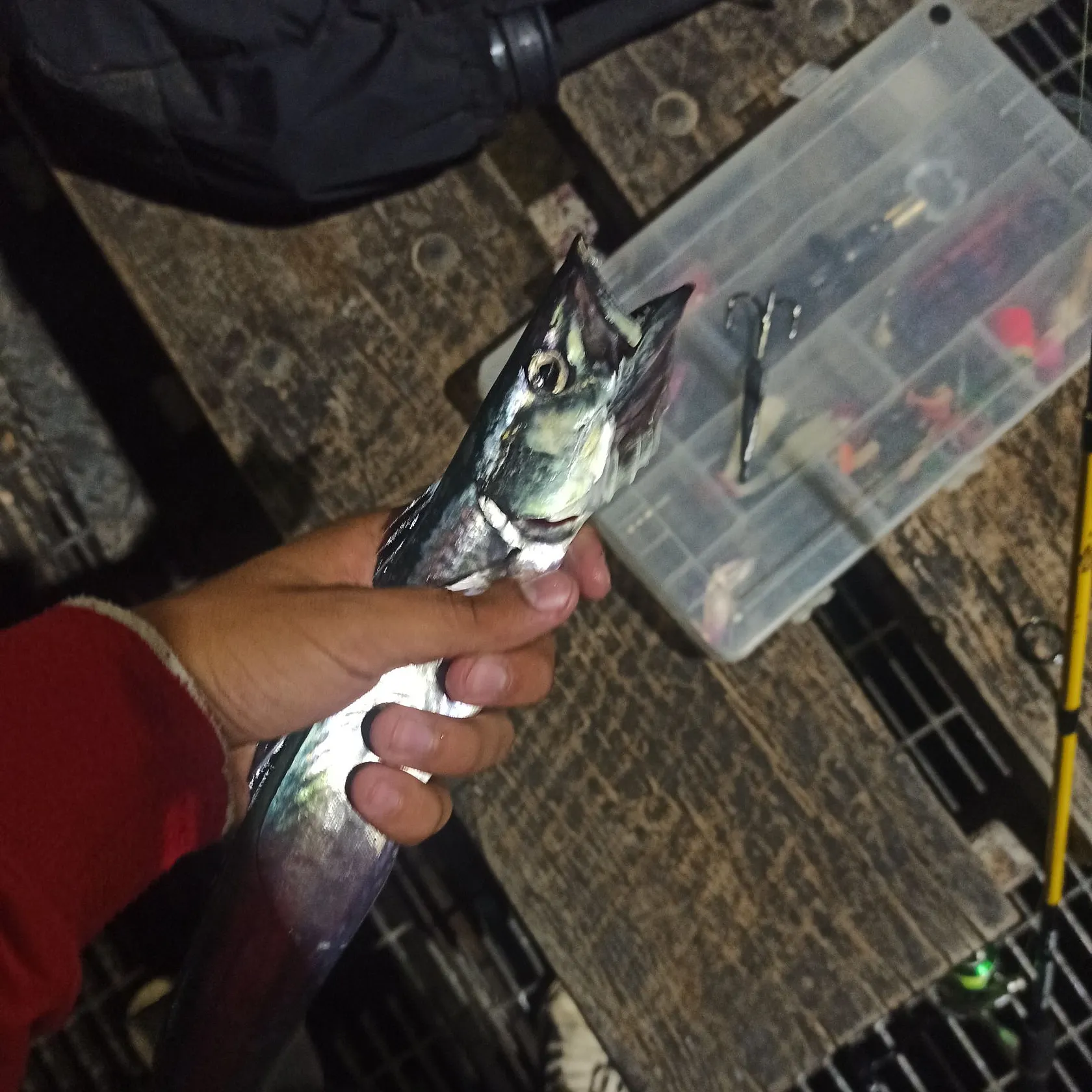 The most recent Snoek catches on Fishbrain