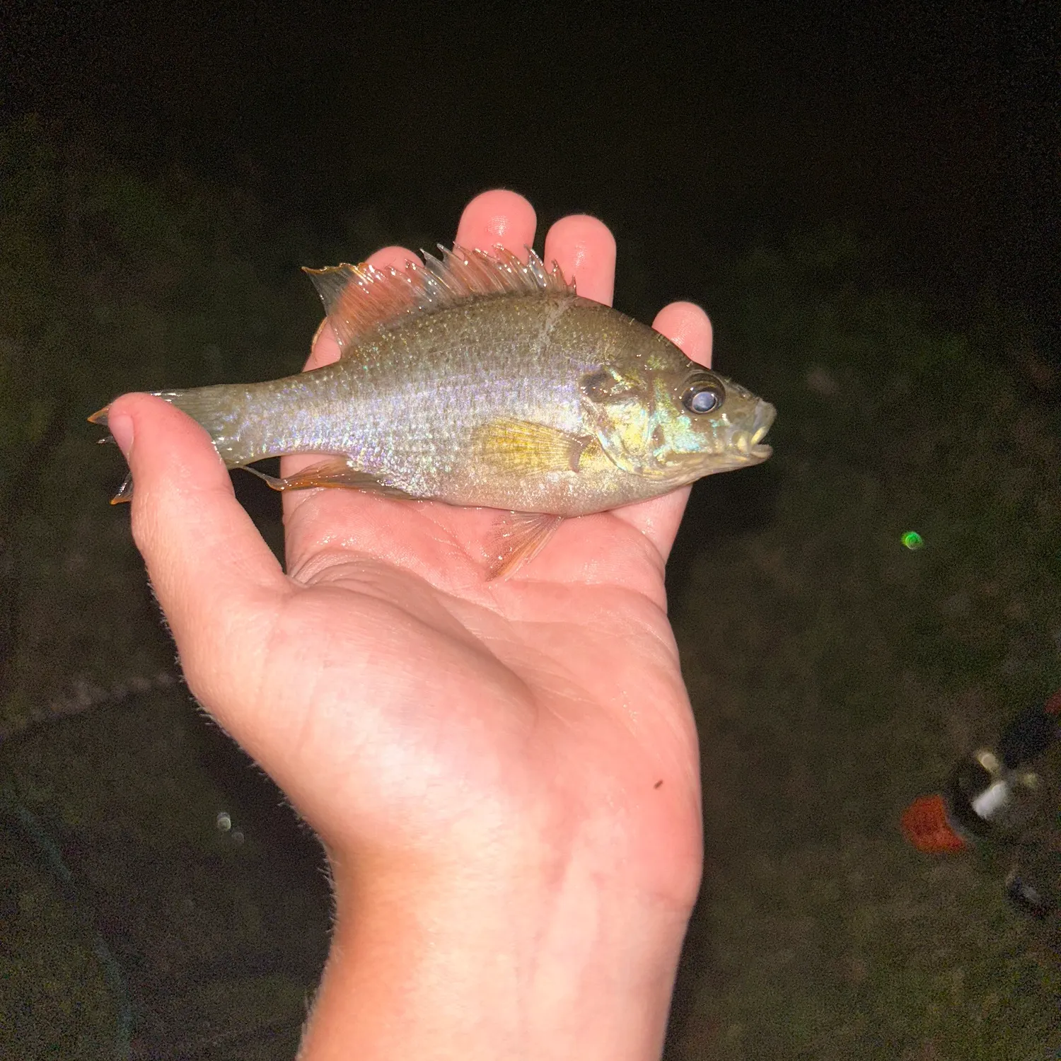 The most recent Greengill hybrid catches on Fishbrain