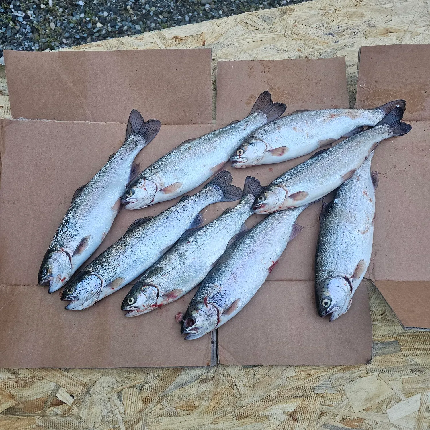 recently logged catches