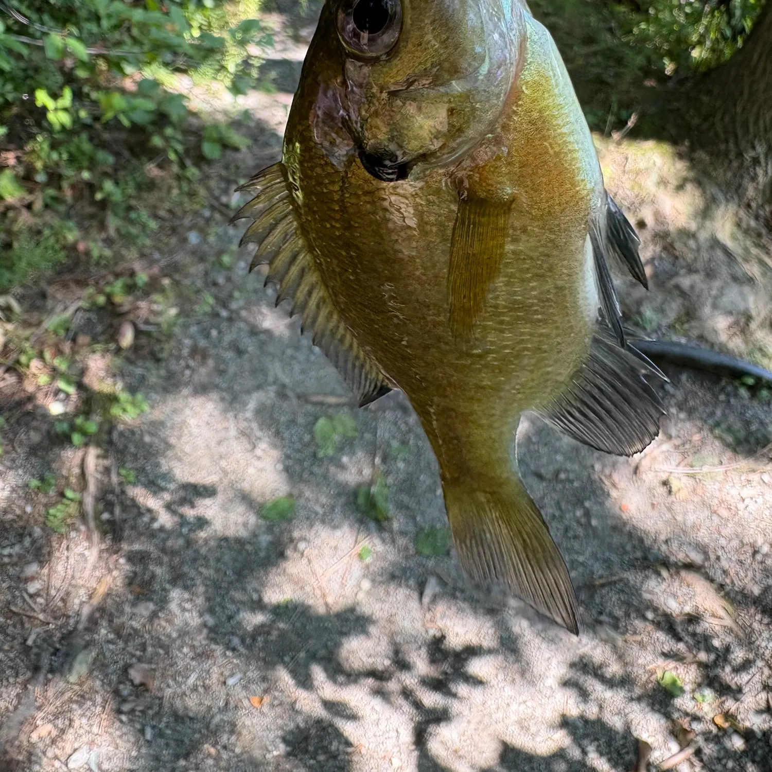 Bluegill caught on Fishbrain